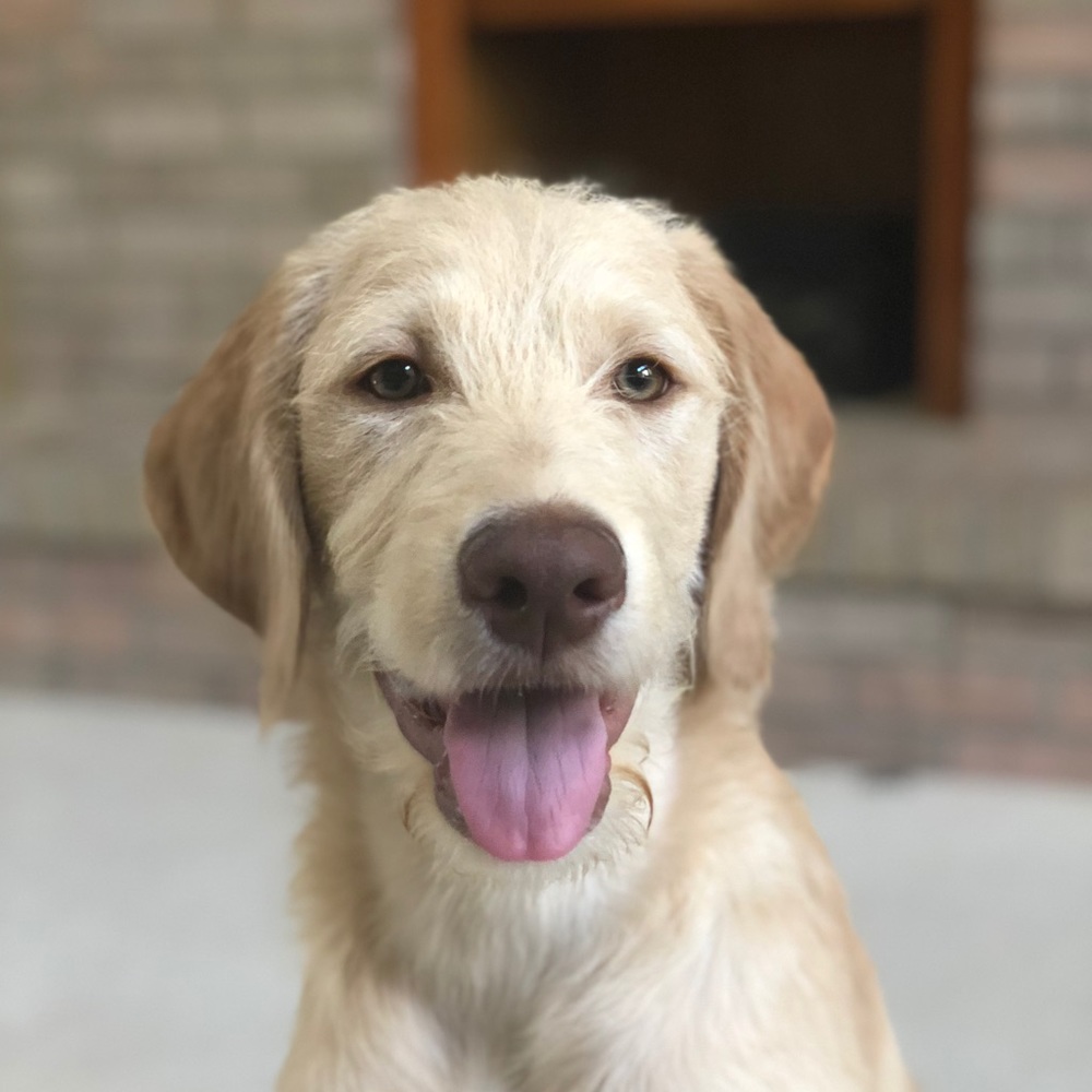 Meet your Posher, Athena